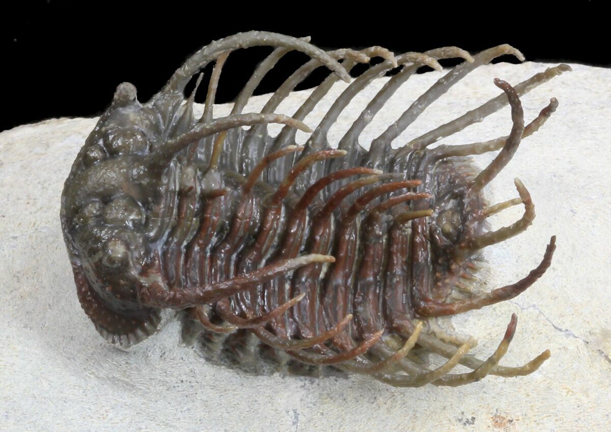Image result for trilobite