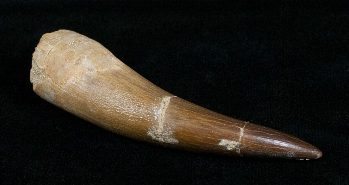 2 1/2 Inch Plesiosaur Tooth - Exceptional For Sale (#4053) - FossilEra.com