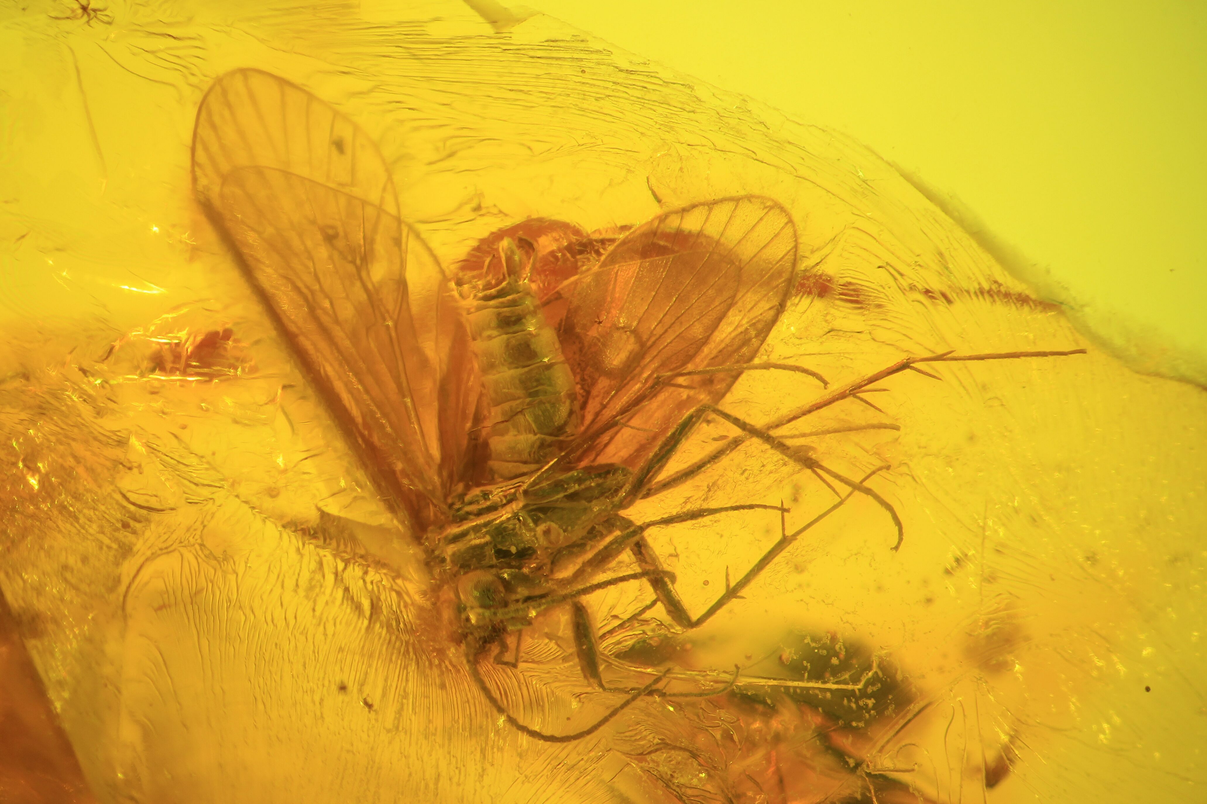 Detailed Fossil Insect (Unidentified) In Baltic Amber For Sale (38889