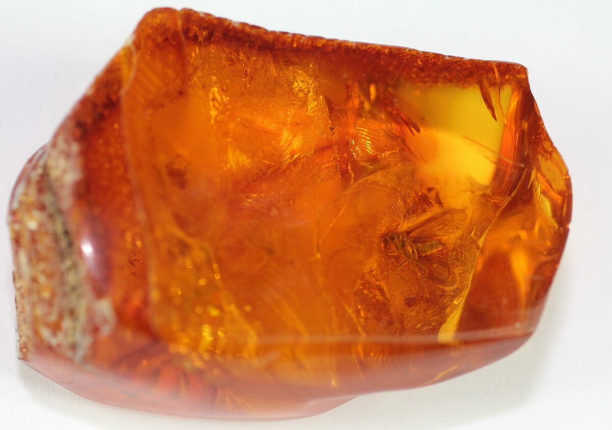 Detailed Fossil Insect (Unidentified) In Baltic Amber For Sale (38889