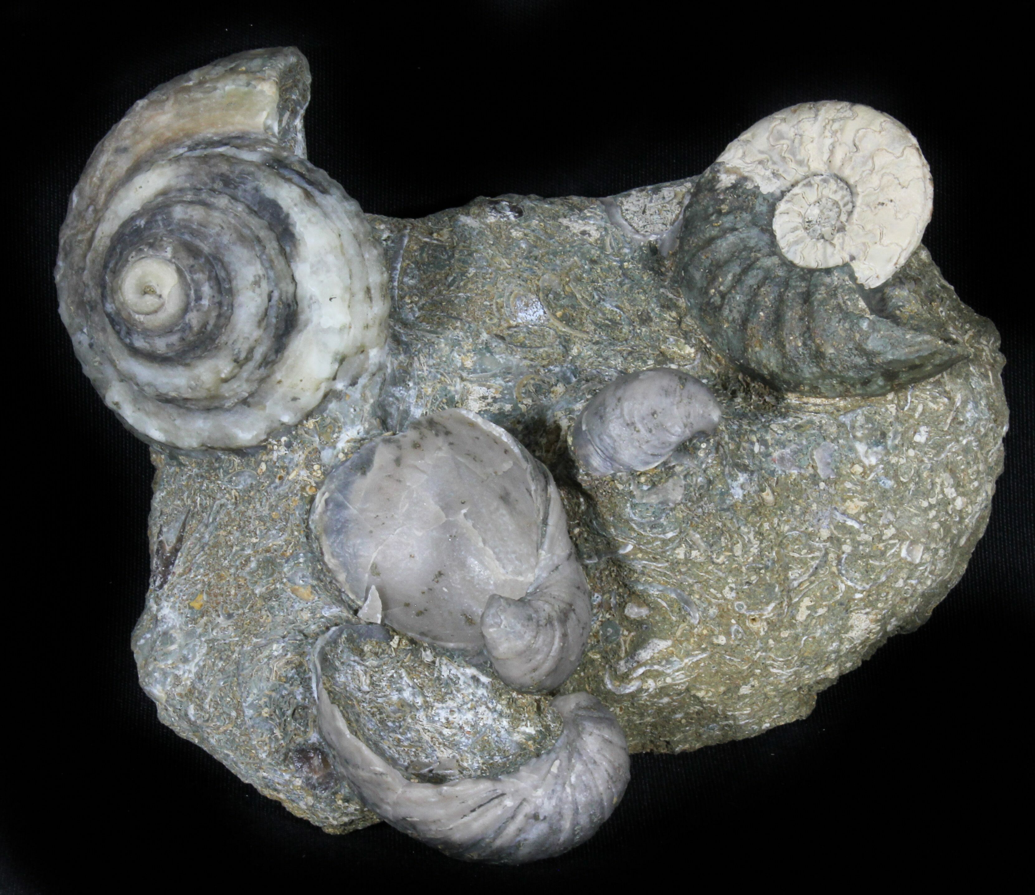Gastropod Fossils For Sale