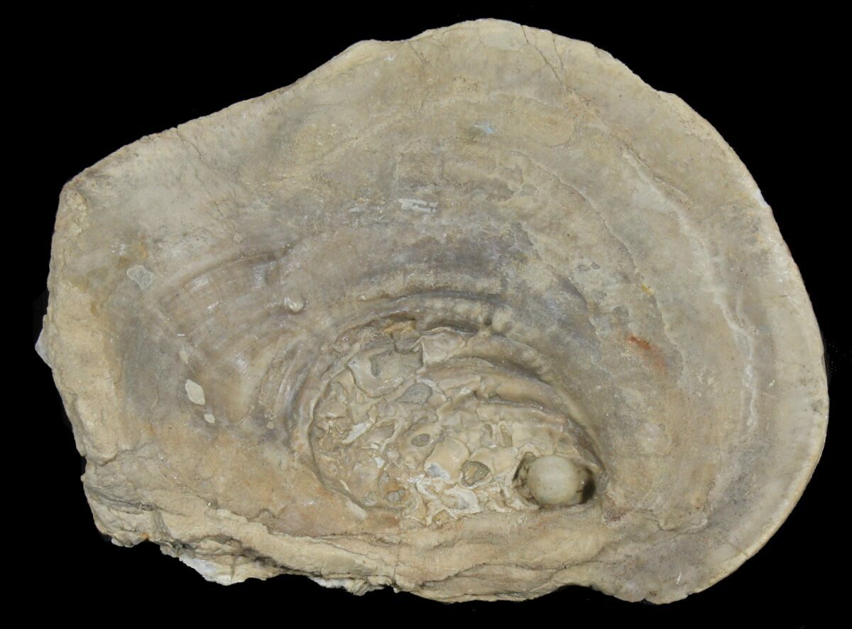 5.5" Fossil Oyster With Fossil Pearl Smoky Hill Chalk, Kansas For