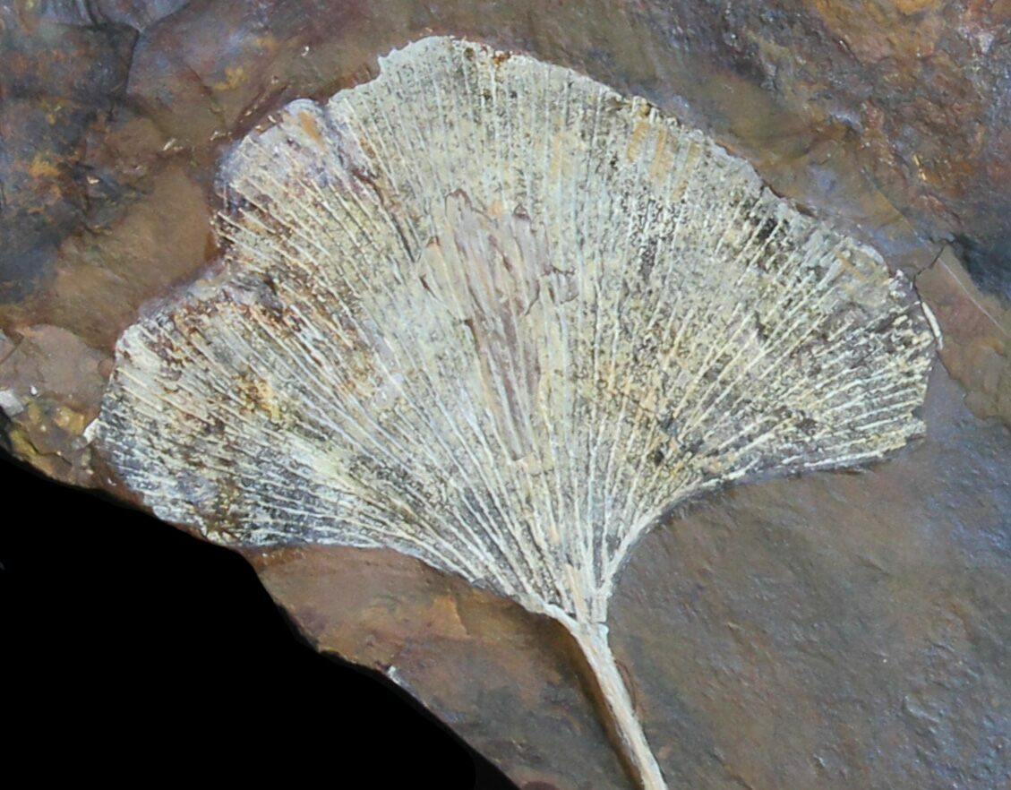 Stunning 2.4" Fossil Ginkgo Leaf From North Dakota For Sale (39012