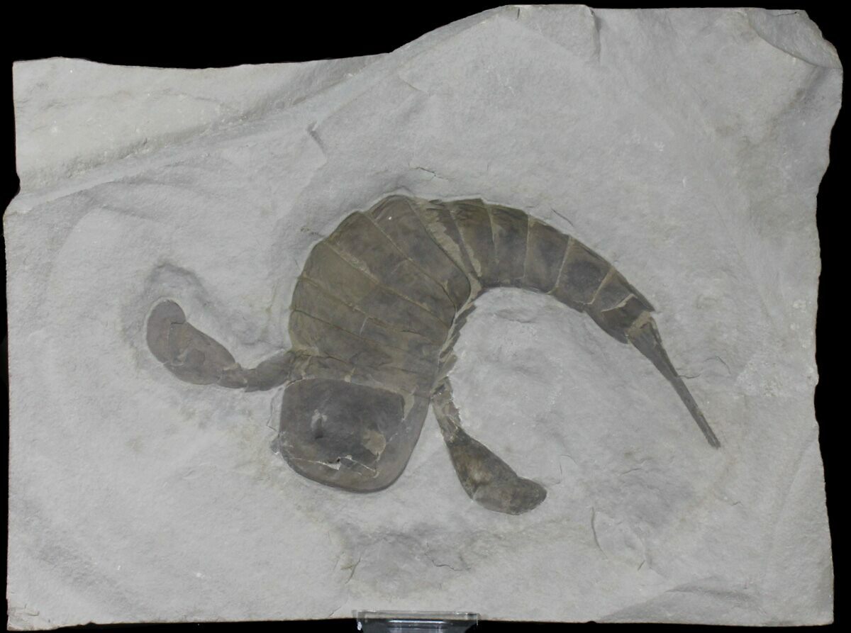 7.6" Eurypterus (Sea Scorpion) Fossil New York For Sale (39060