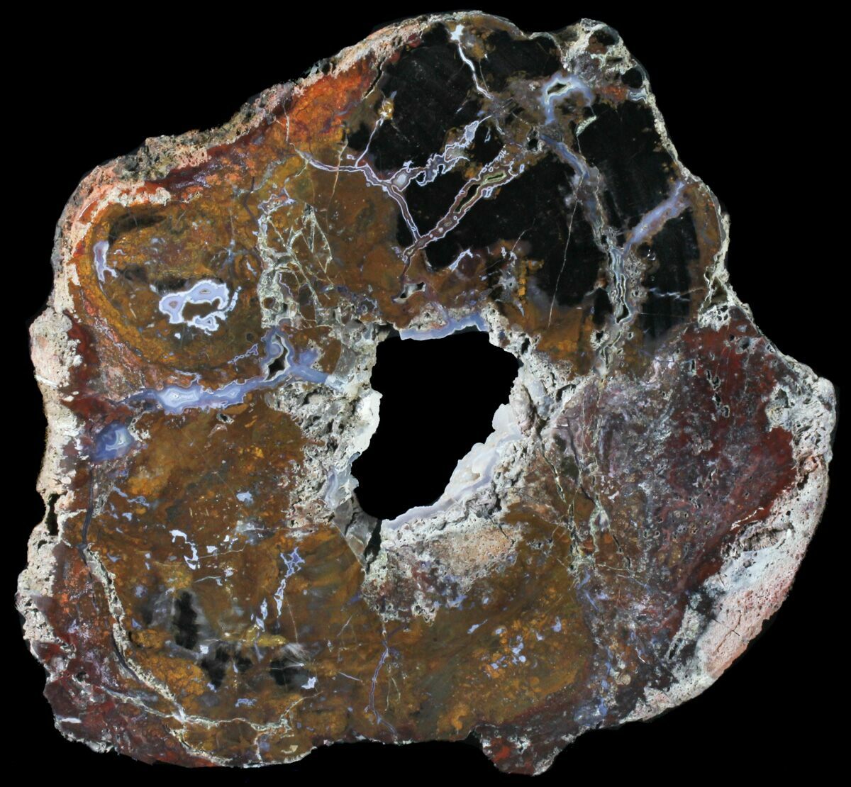 12" Petrified Wood Round Hampton Butte, Oregon For Sale (39020