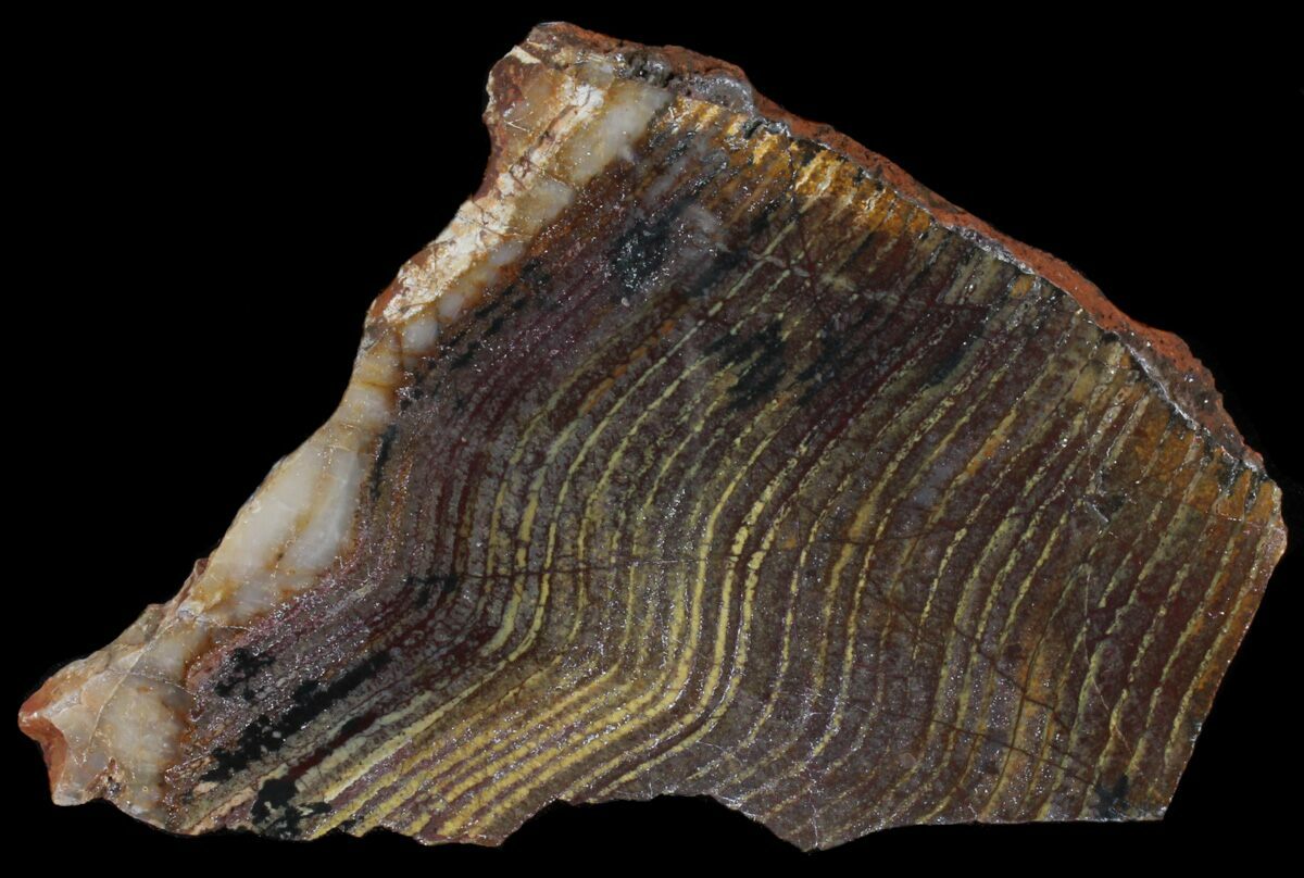 Strelley Pool Stromatolite Oldest Known Life (3.43 Billion Years) For