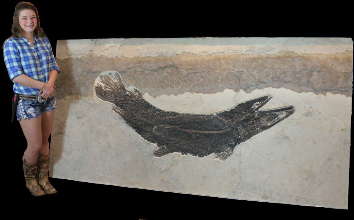 Nearly 6 Foot Fossil Gar From Wyoming 2nd Largest Found For Sale
