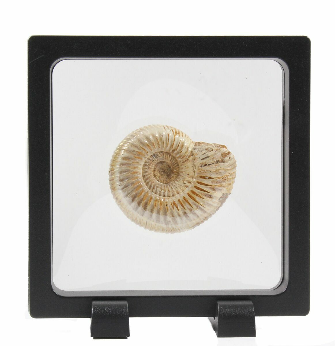 2" Perisphinctes Ammonite Fossil In Display Case For Sale (40007