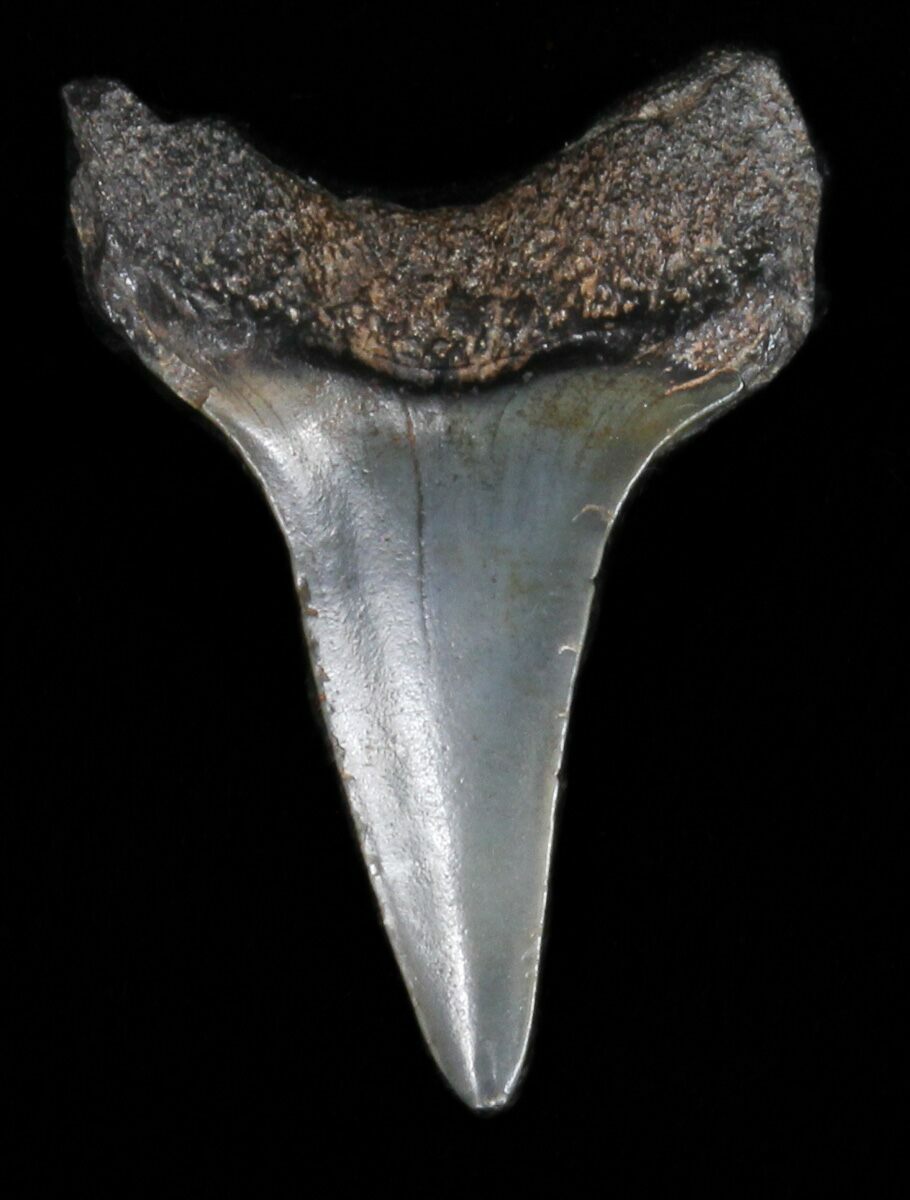 Bargain 1.33" Fossil Mako Shark Tooth For Sale (40028)
