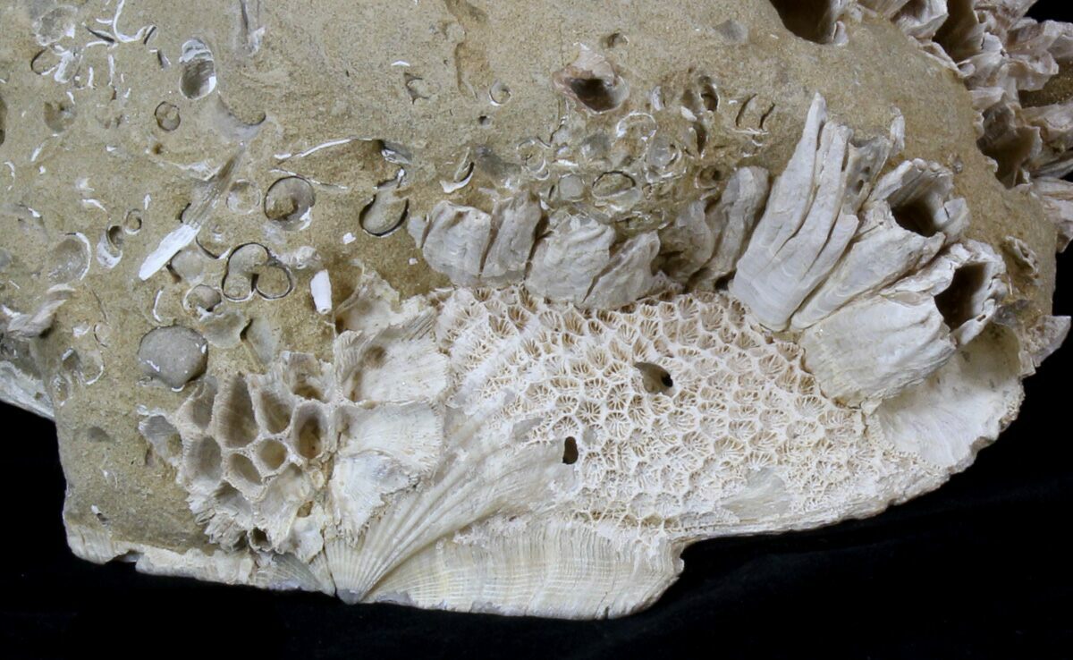 7" Fossil Pectin (Chesapecten) In Sandstone Virginia For Sale (40302)