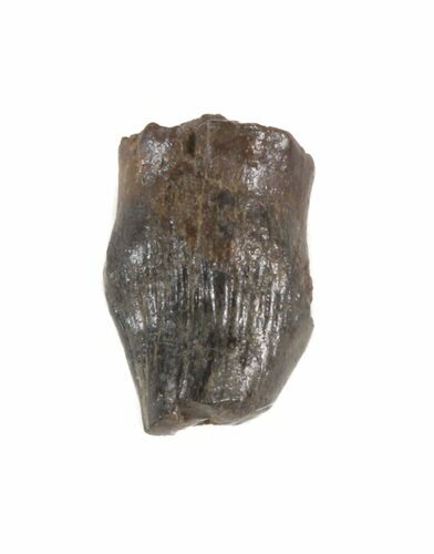 .33" Thescelosaurus Tooth - Montana For Sale (#40767 ...