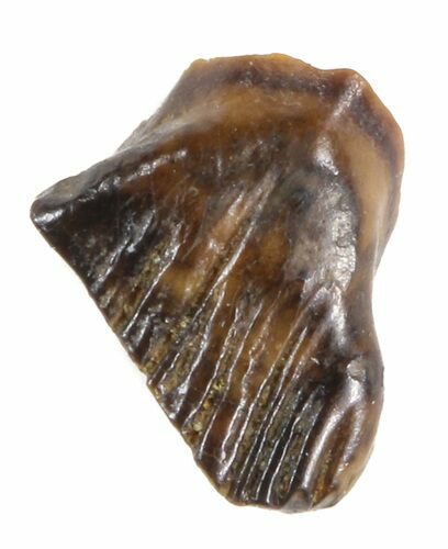 .21" Thescelosaurus Tooth - Montana For Sale (#40792 ...