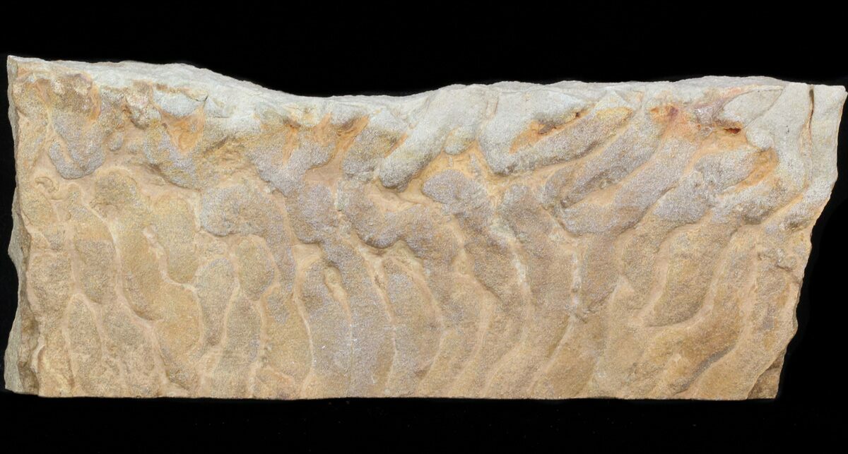 6.1" Fossil Stromatolite/Microbial Mat Oklahoma For Sale (41119