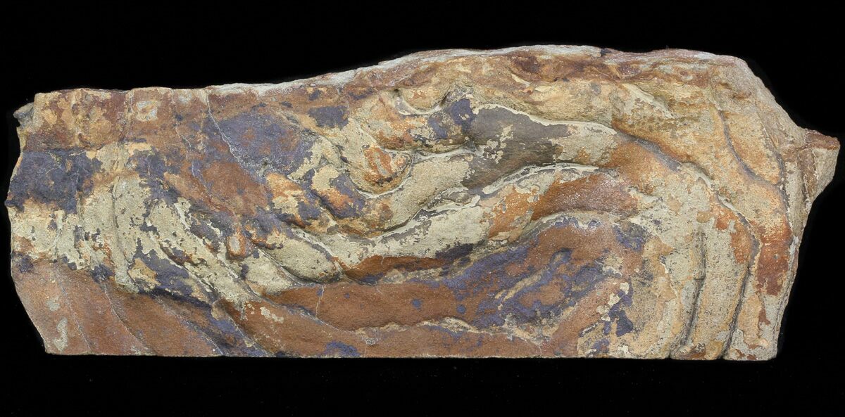 6.9" Fossil Stromatolite/Microbial Mat Oklahoma For Sale (41124