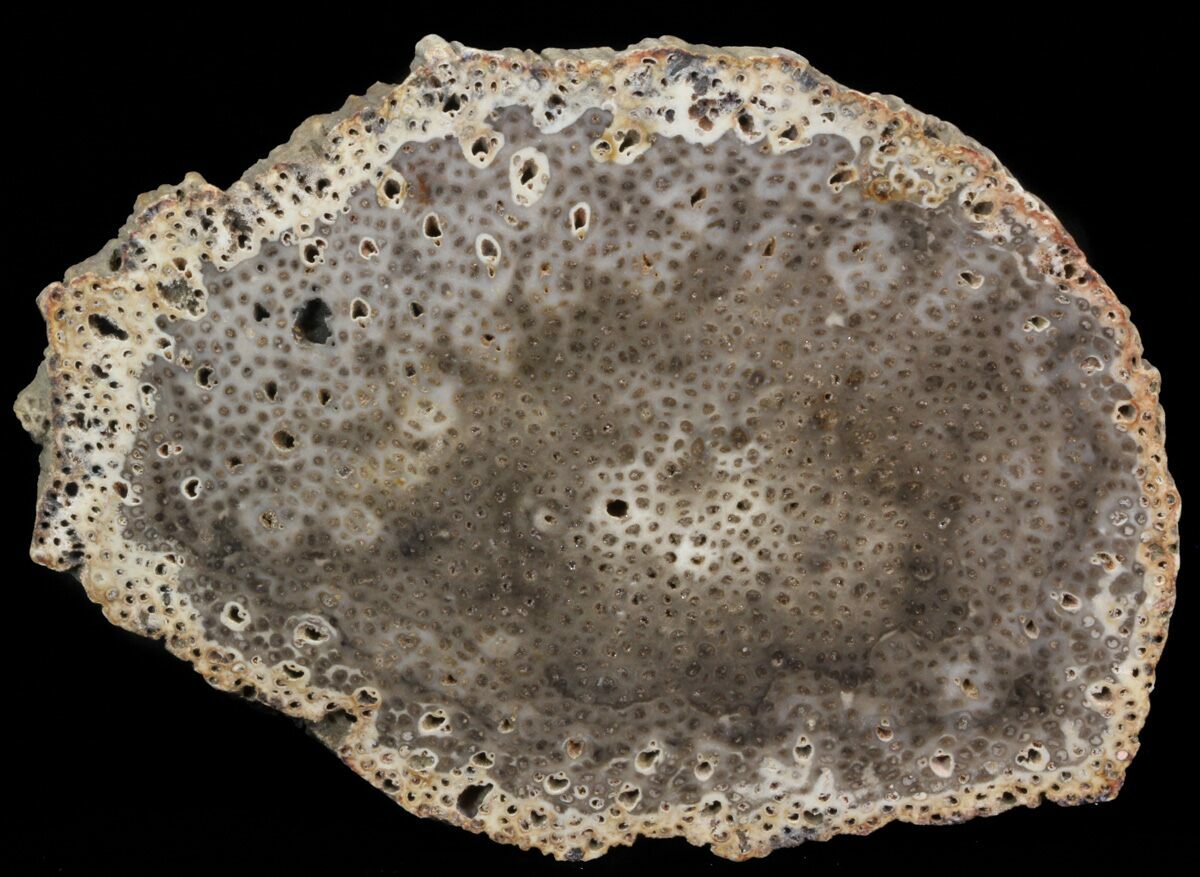 5.9" Petrified Palm Wood (Palmoxylon) Slab Burma For Sale (41493