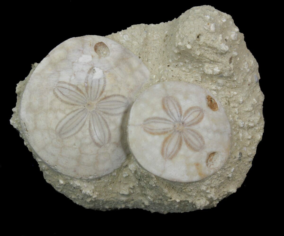 Beautiful Fossil Sand Dollar Amphiope Pair France For Sale 41368 