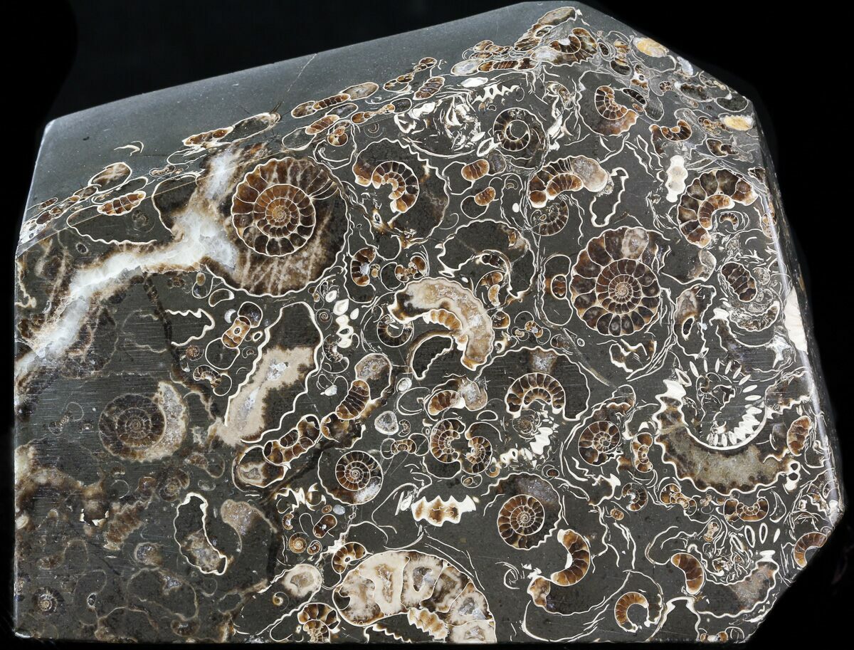 4.1" Polished Ammonite Fossil "Marston Magna Marble" Free Standing