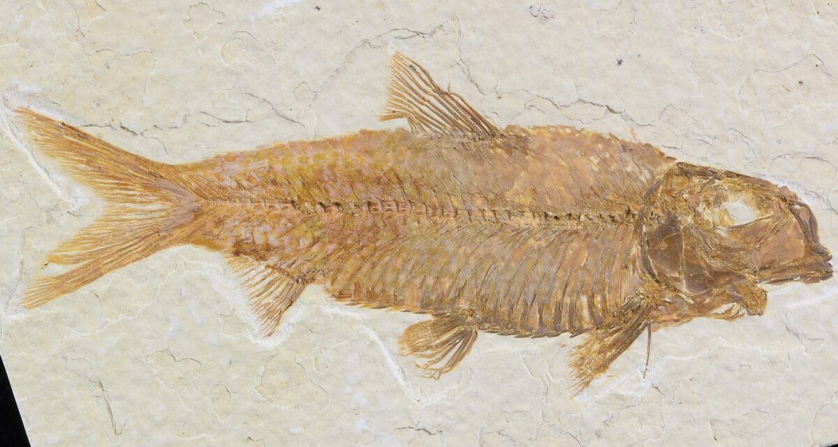 Detailed 2.9" Knightia Fossil Fish Wyoming For Sale (42366