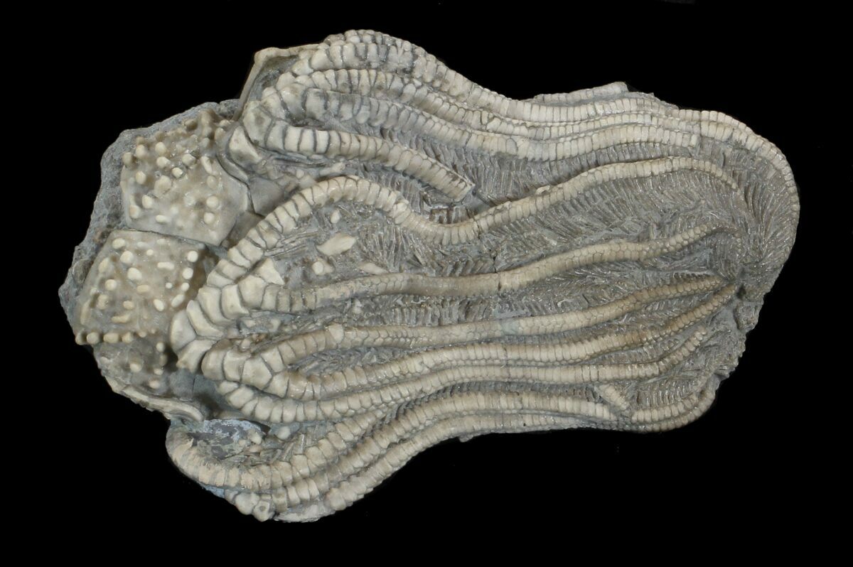 Indiana State Fossil None, Crinoid (Elegantocrinus) Proposed