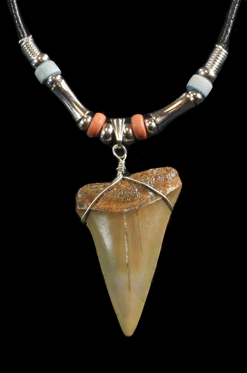1.7" Fossil Mako Shark Tooth Necklace For Sale (#43057) - FossilEra.com
