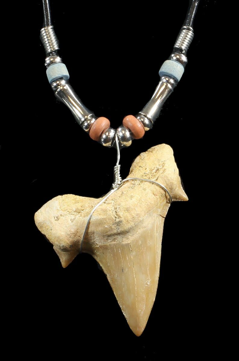 2" Fossil Otodus Shark Tooth Necklace For Sale (43068)
