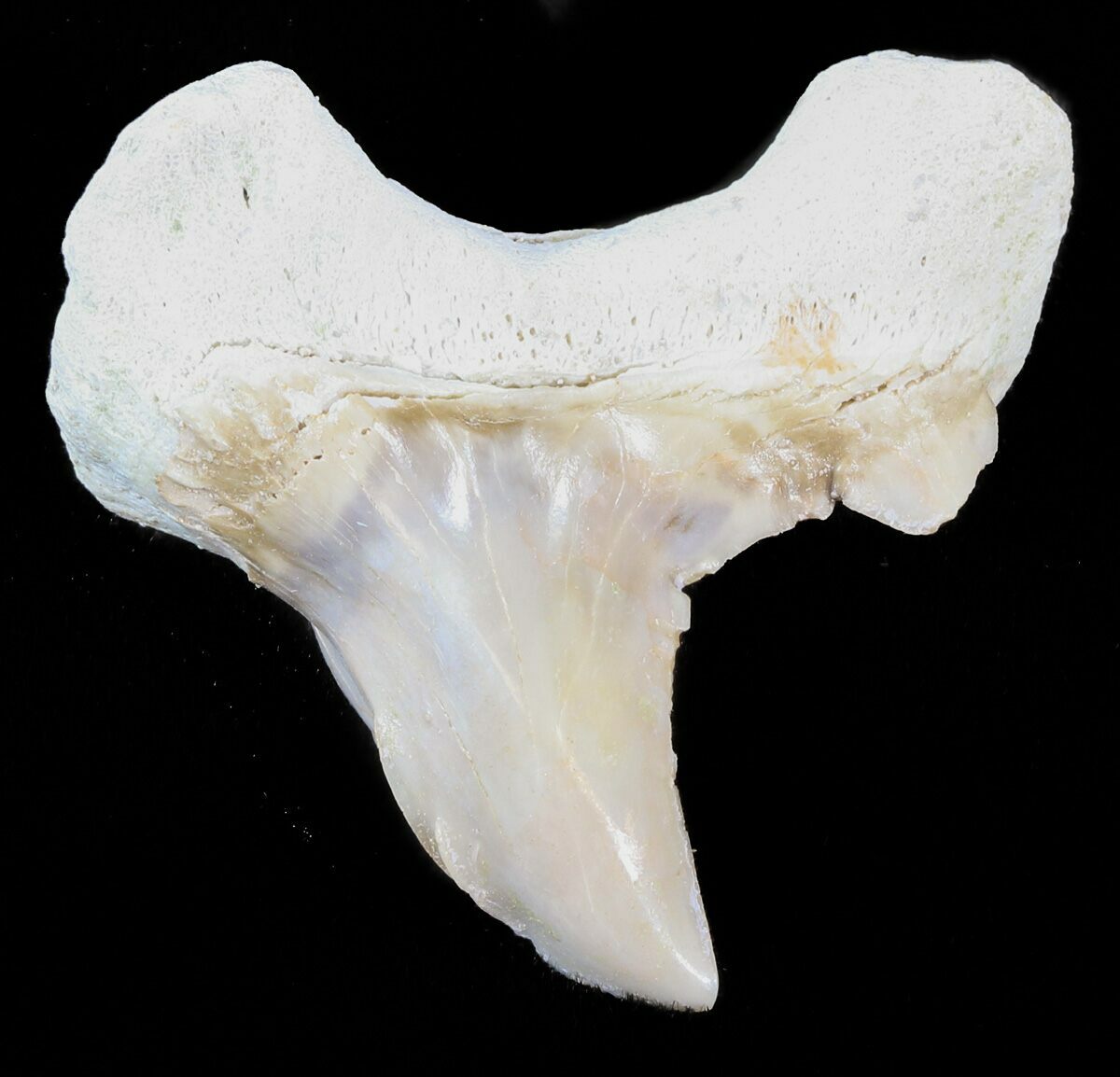 Otodus Fossil Shark Teeth For Sale