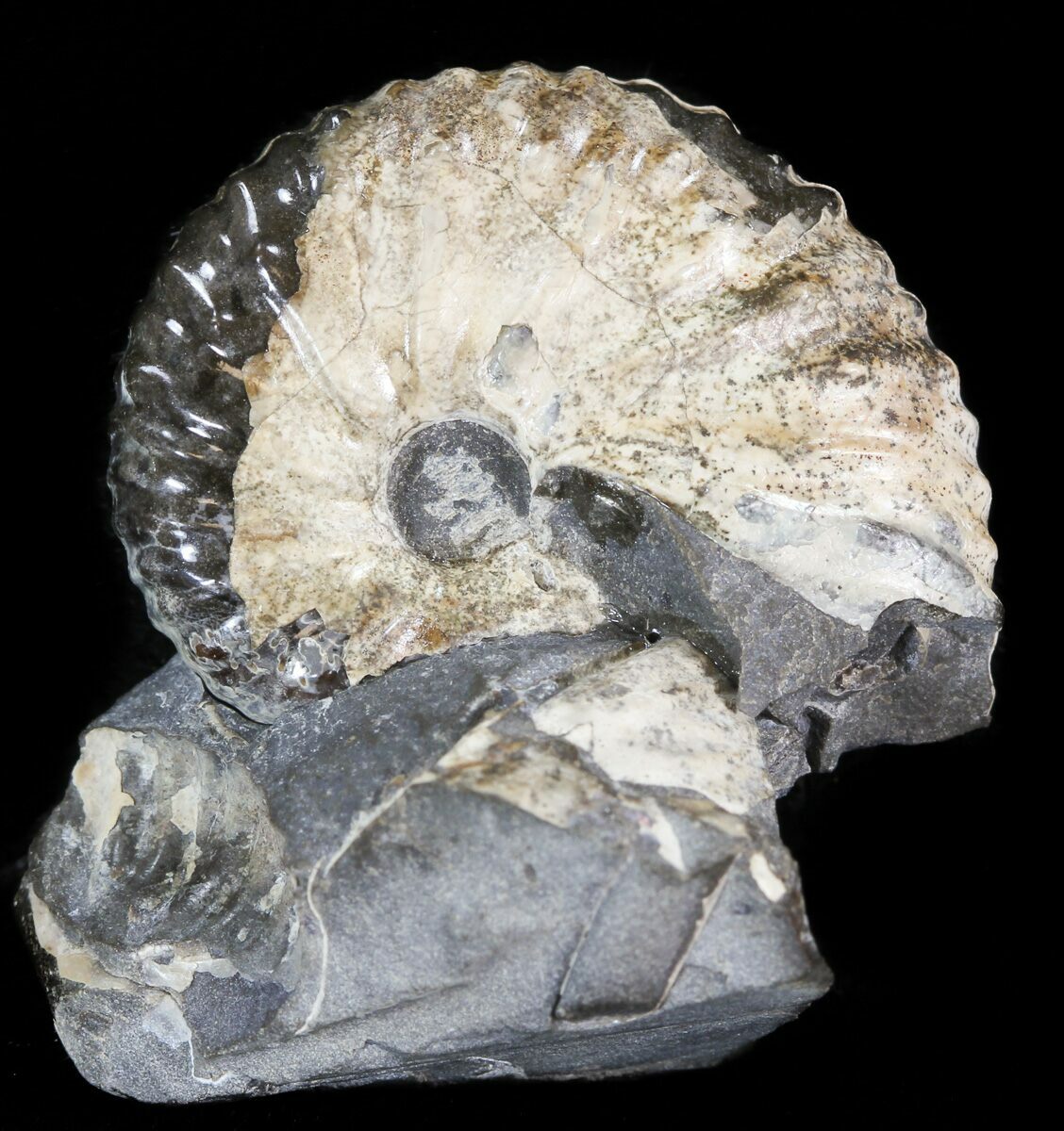 1" Hoploscaphites Ammonite Fossil Wyoming For Sale (44061