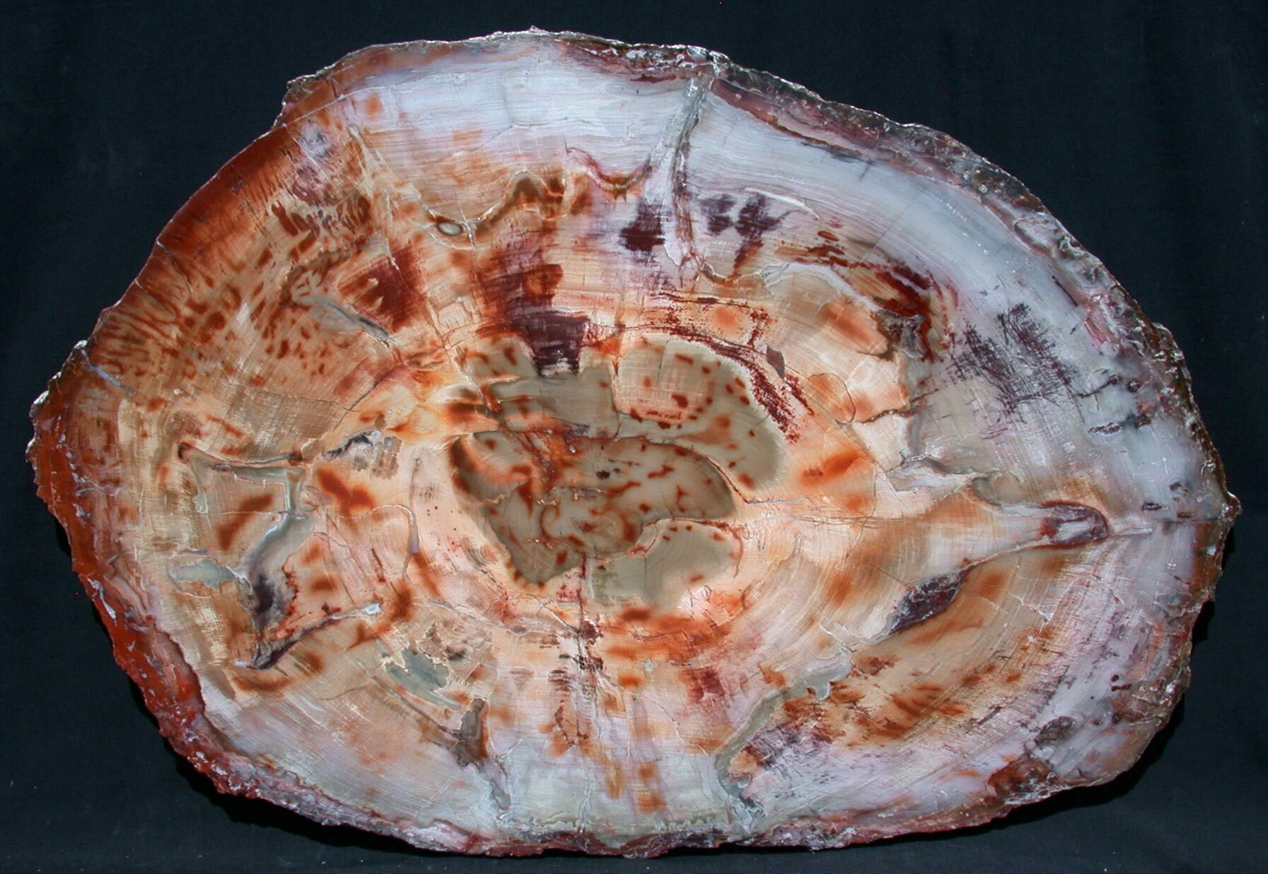 Beautiful Red Petrified Wood Tabletop 32x22" For Sale (44453