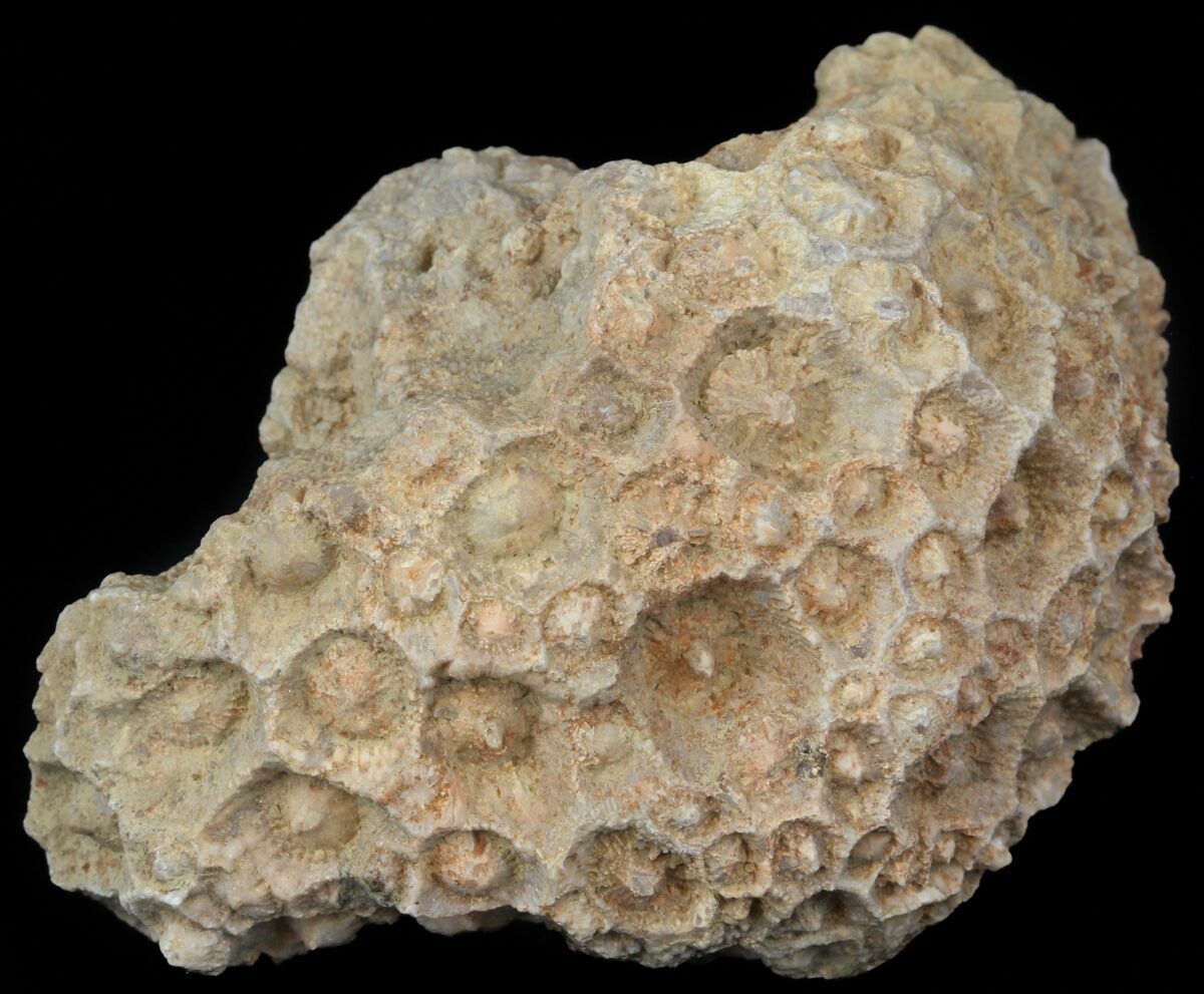 3.5" Fossil Coral (Lithostrotionella) Head Iowa For Sale (45061