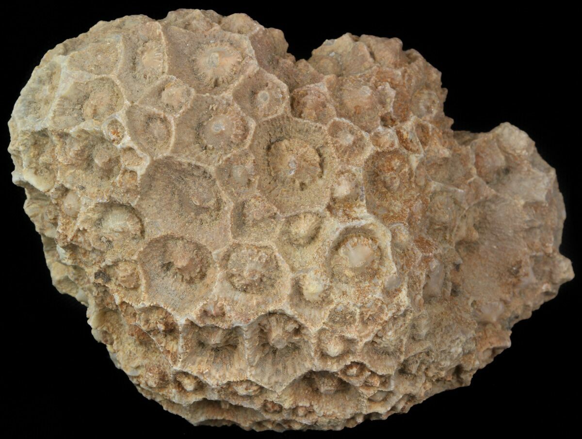 Types Of Coral Fossils