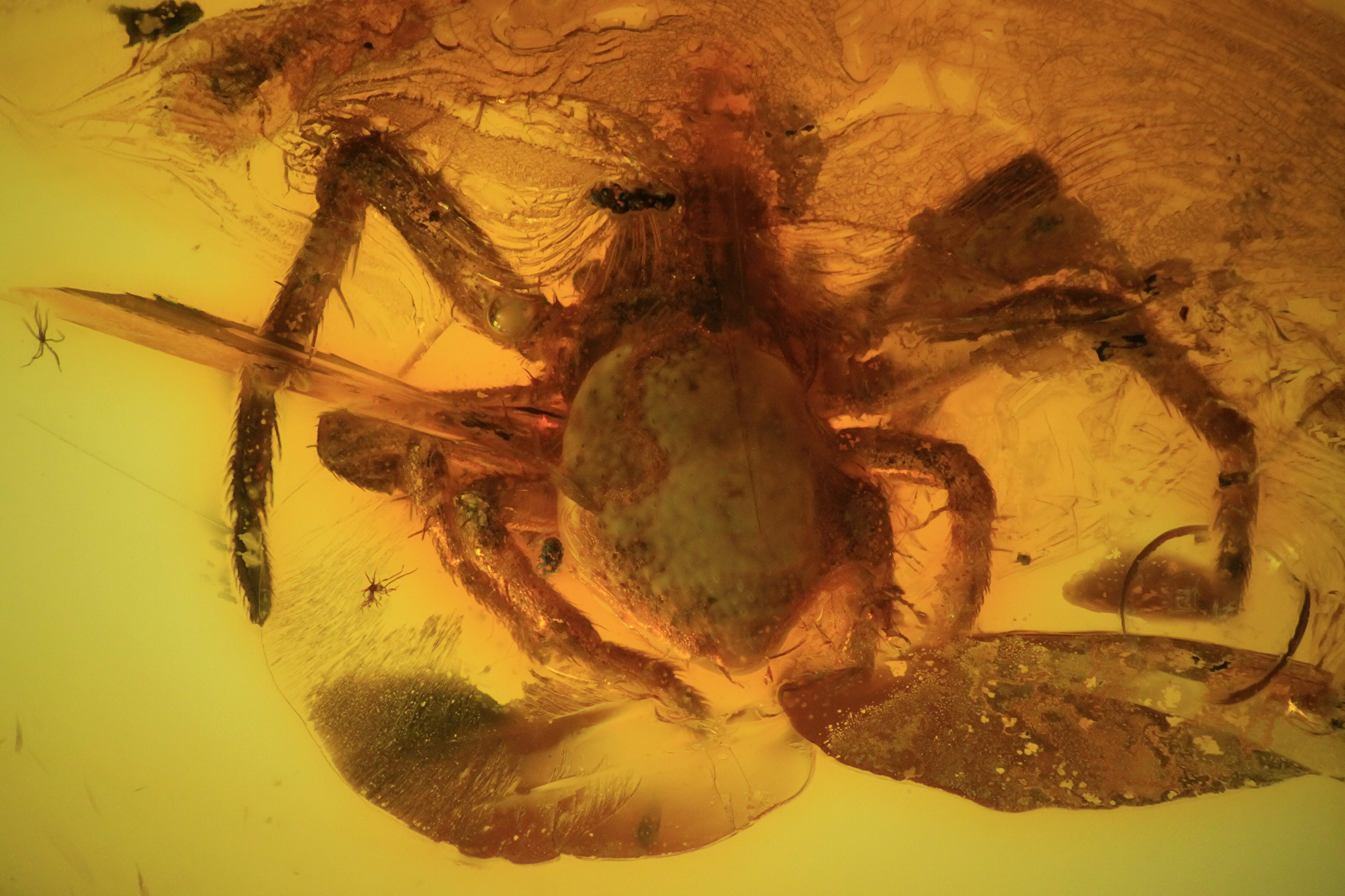 Fossil Spider (Aranea) In Baltic Amber For Sale (45126)
