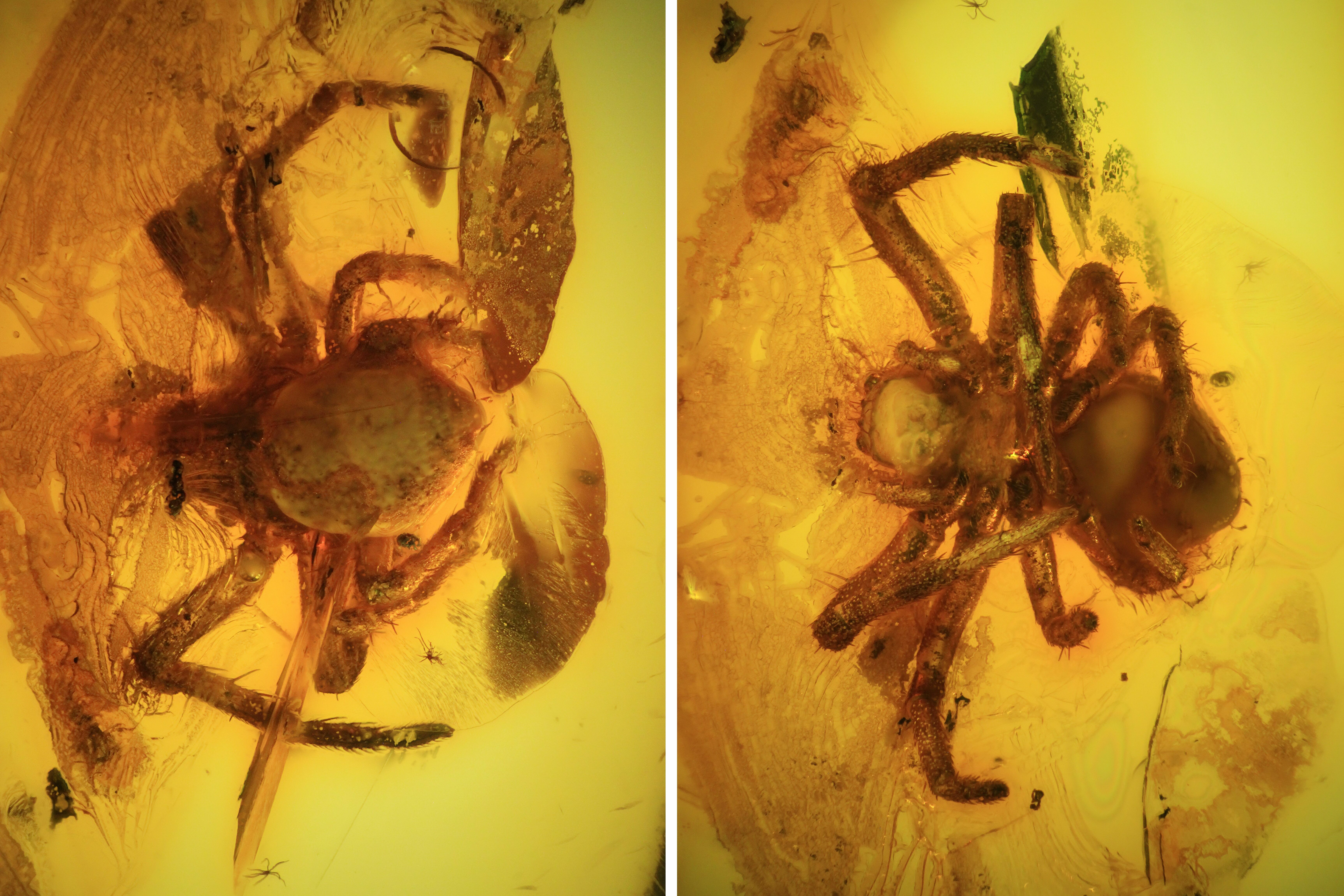 Fossil Spider (Aranea) In Baltic Amber For Sale (45126)