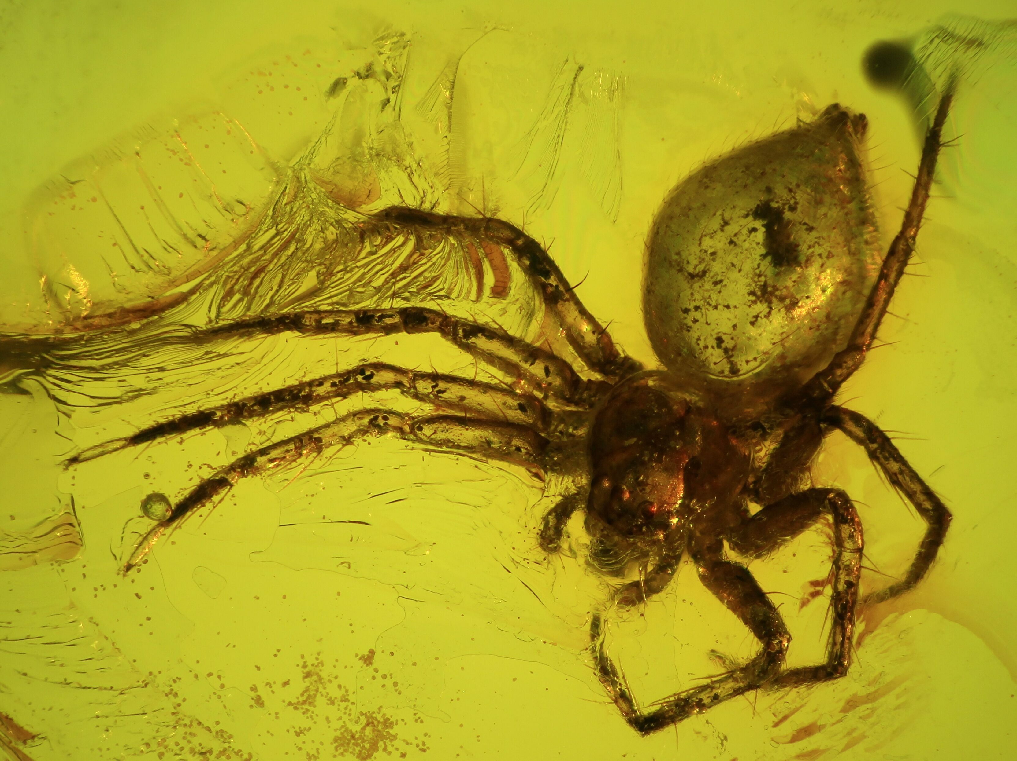 Fossil Spider (Aranea) In Baltic Amber For Sale (45140)