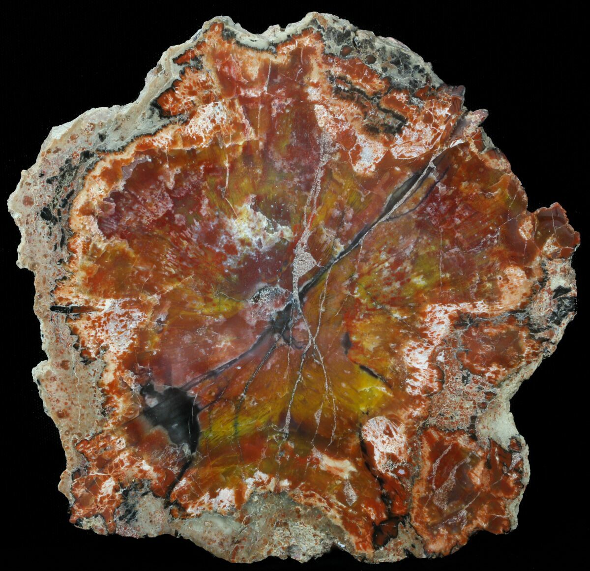 Brilliant, Polished Arizona Petrified Wood Slice 5.8" For Sale