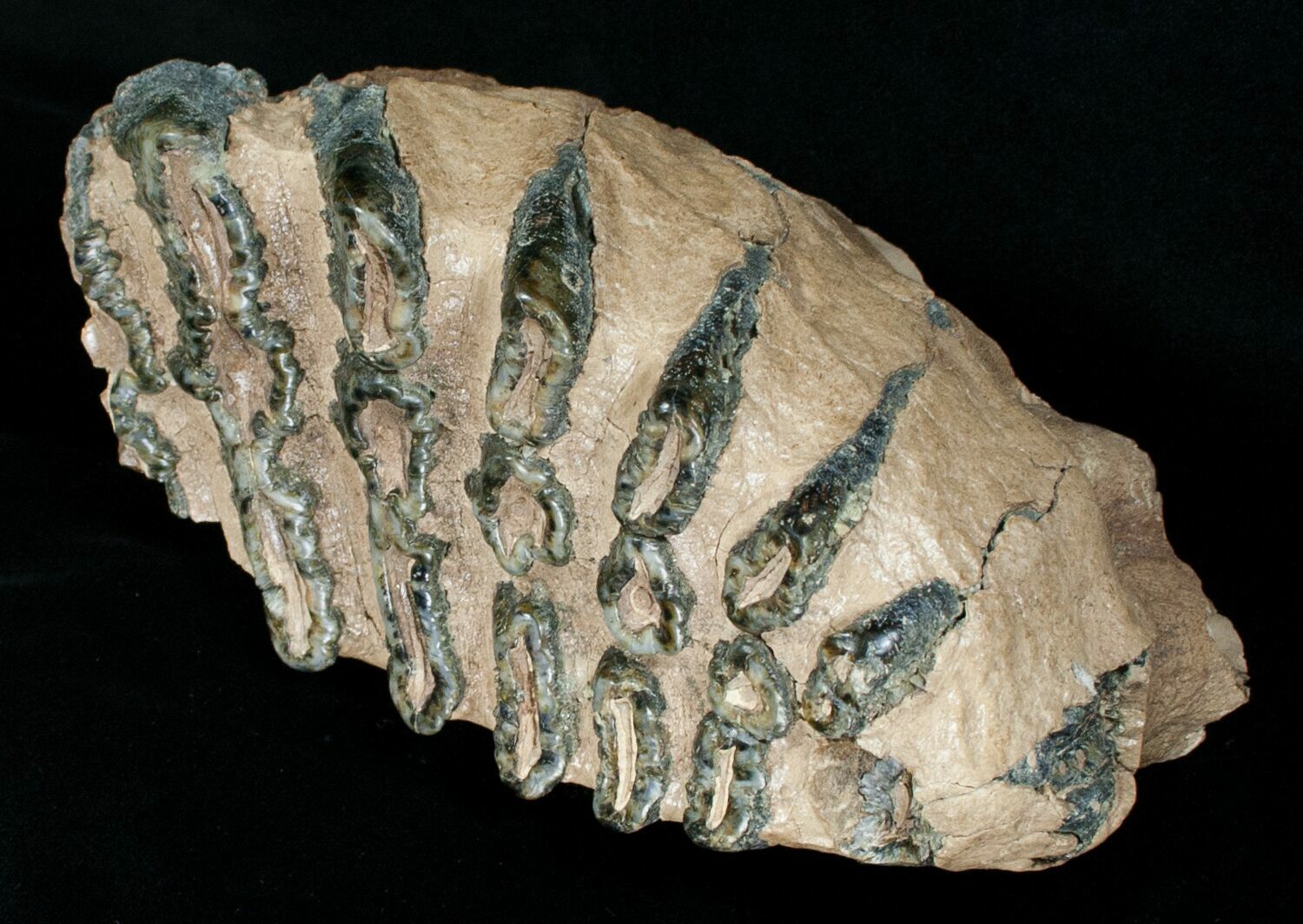 mammoth molar for sale