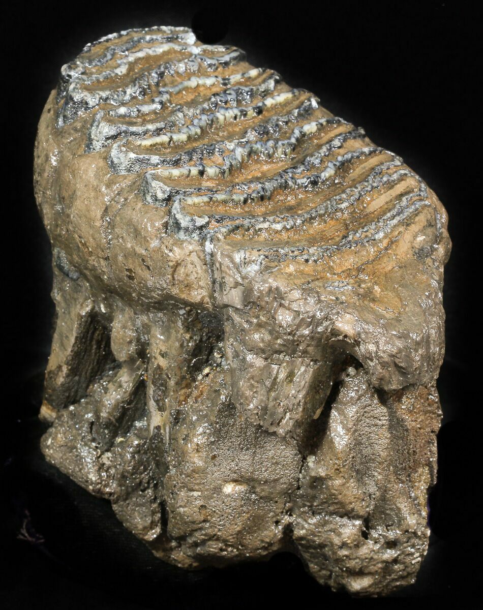 Mammal Fossils For Sale