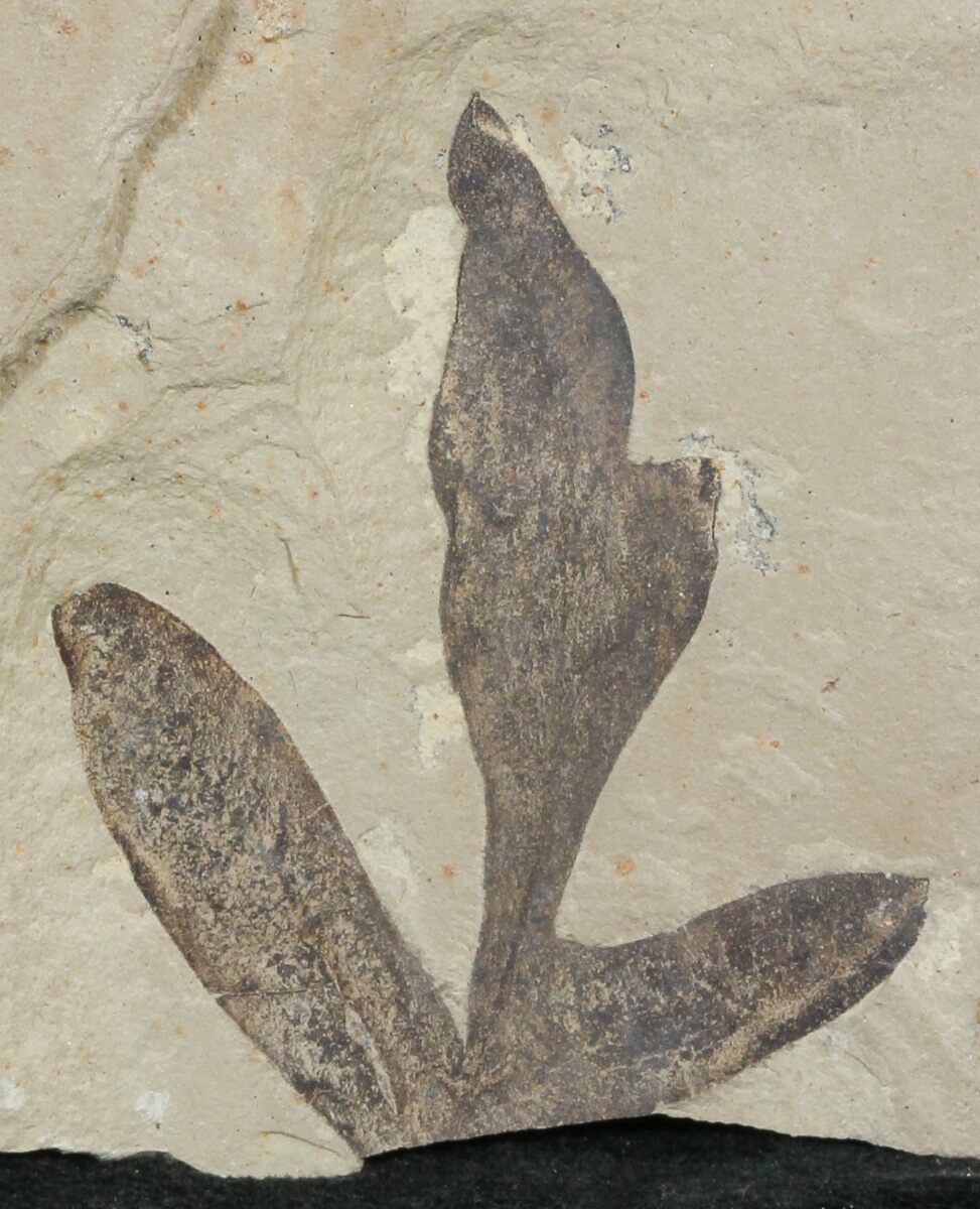 Green River Formation Plant Fossils For Sale