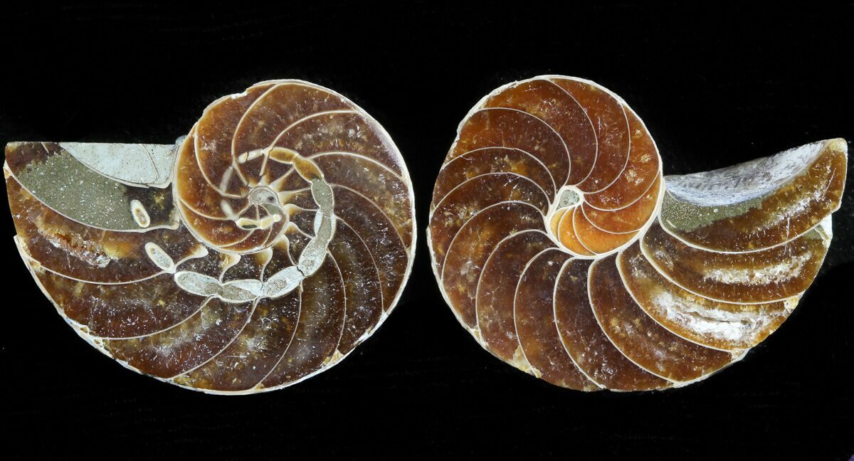 Cut & Polished Nautilus Fossil 1.2" For Sale (45699)