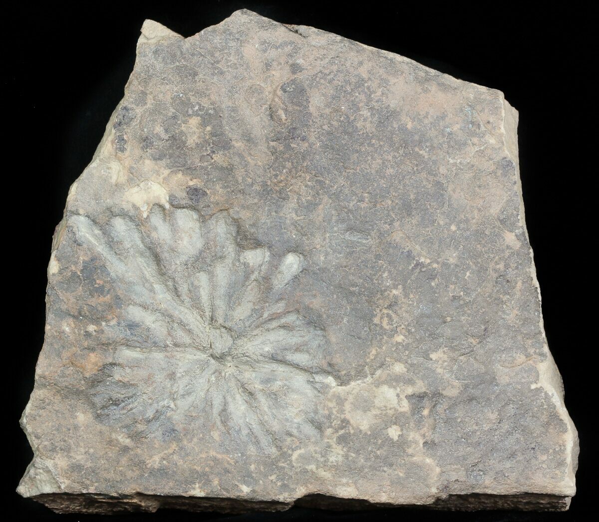 4" Wide Stellascolites Trace Fossil (Arthropod Resting Area) For Sale (45681)