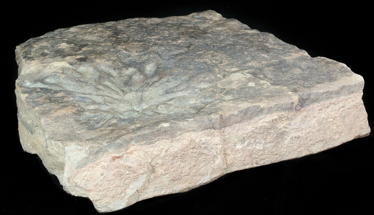 4" Wide Stellascolites Trace Fossil (Arthropod Resting Area) For Sale (45681)
