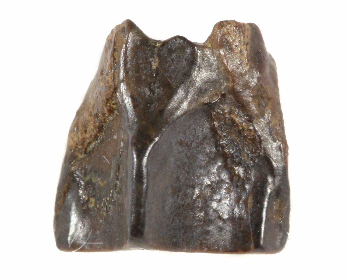 Dinosaur Fossils For Sale