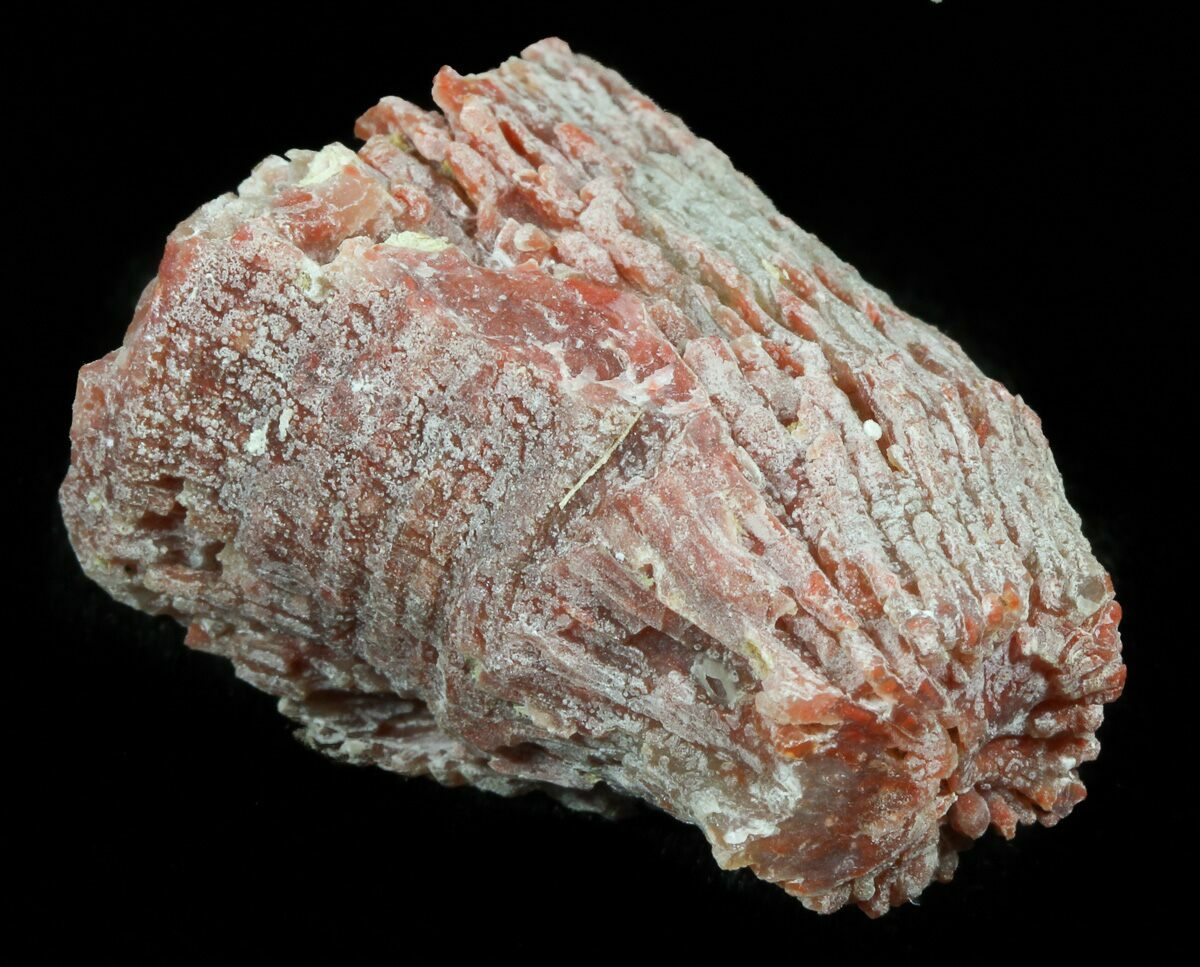 Pennsylvanian Aged Red Agatized Horn Coral Utah For Sale (46153