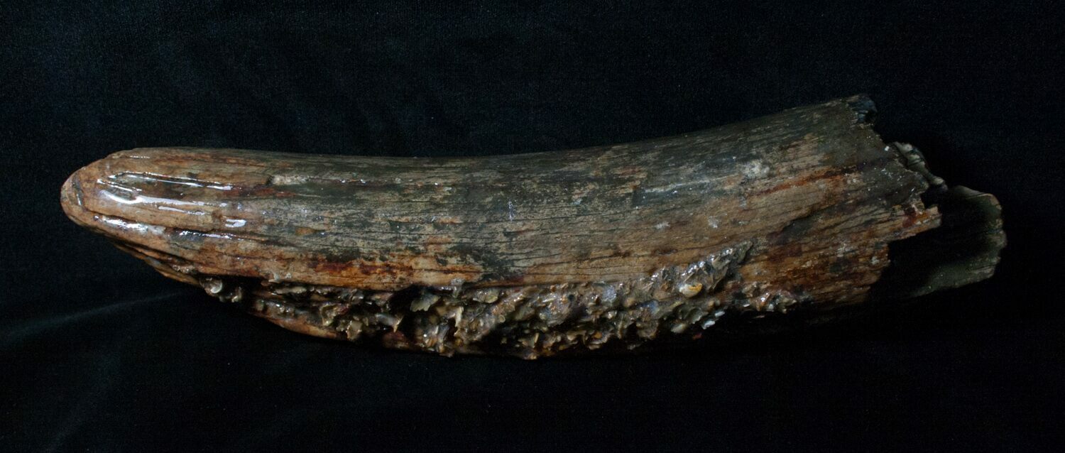 Partial Woolly Mammoth Tusk 10" For Sale (4420)