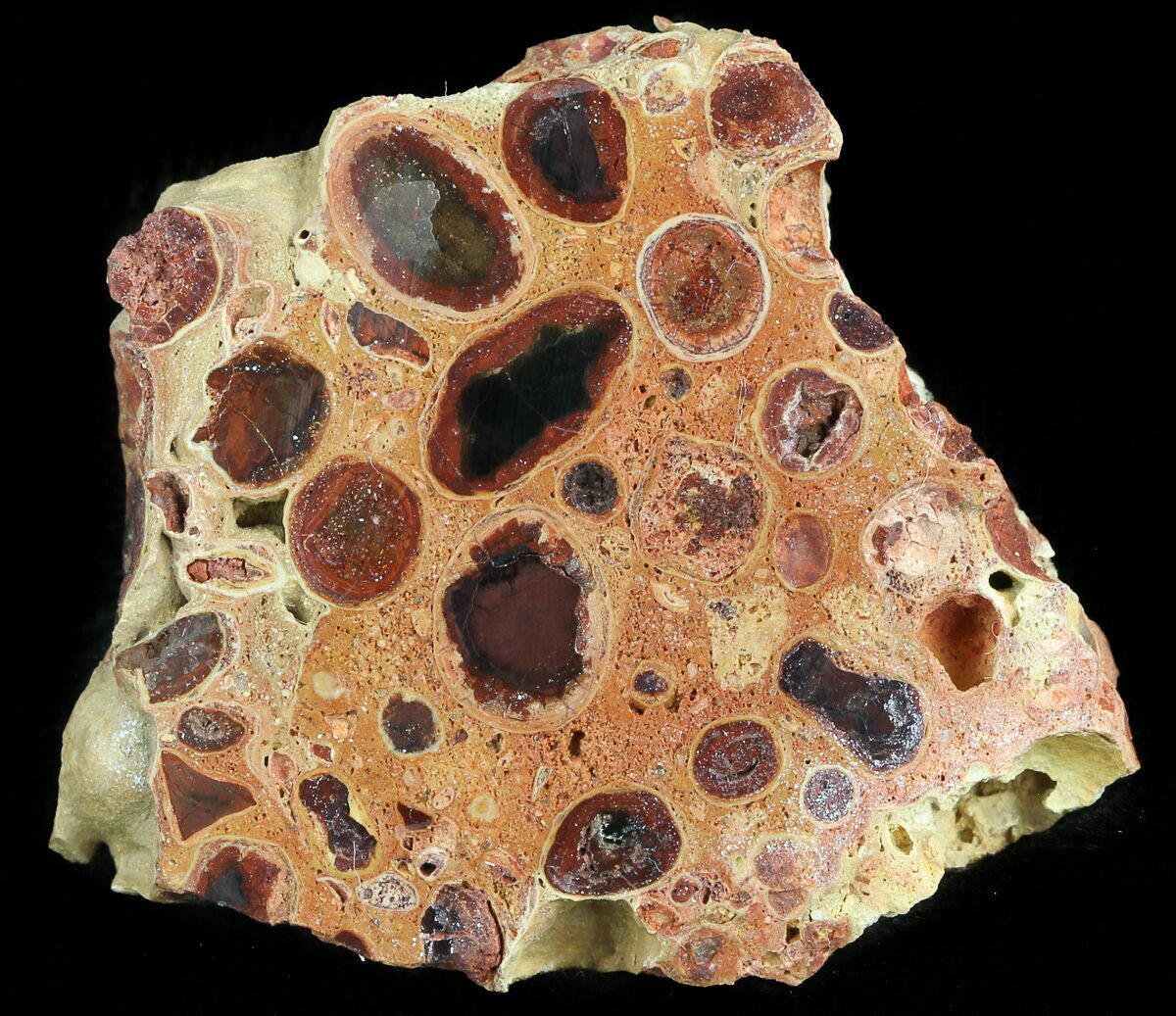 1.7" Polished Bauxite (Aluminum Ore) Slab - Australia For Sale (#46659