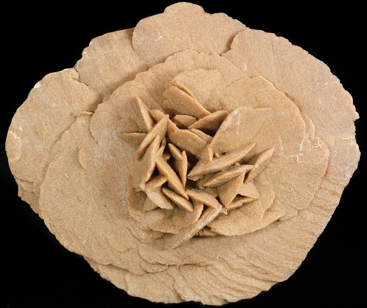 6.9" Desert (Selenite) Rose Sahara Desert For Sale (46544