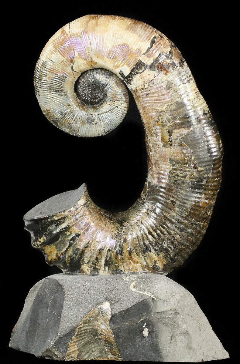 7" Heteromorph Ammonite (Audouliceras) Fossil - Volga River, Russia For Sale (#47627 ...