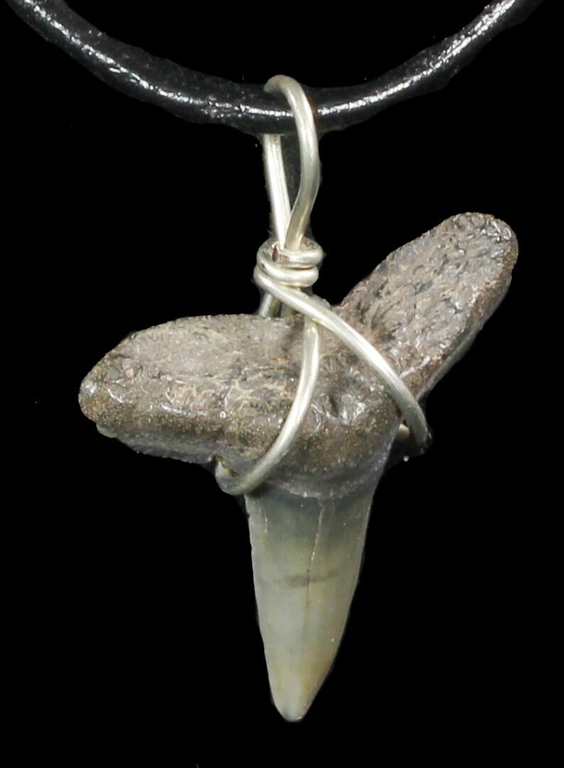 Fossil Lemon Shark Tooth Necklace For Sale (#47581) - FossilEra.com