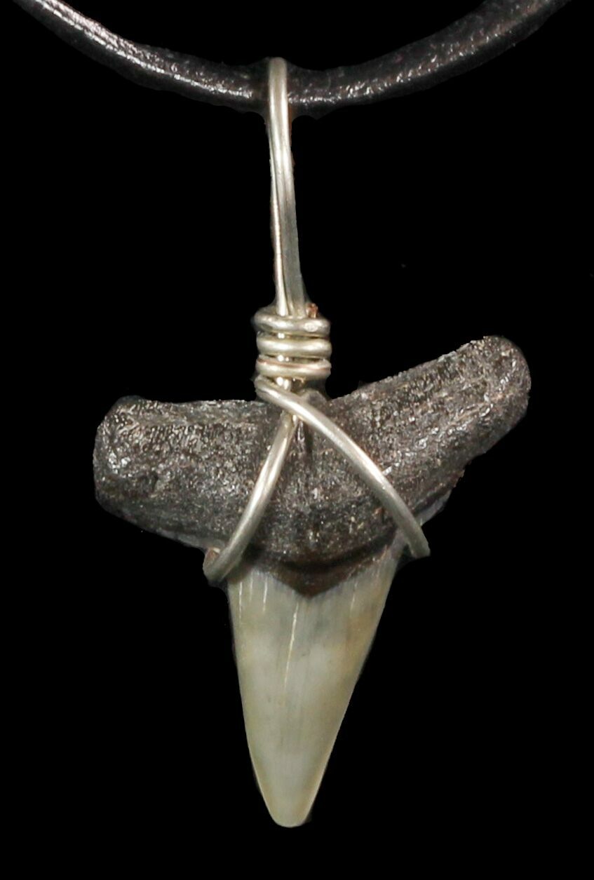 Fossil Lemon Shark Tooth Necklace For Sale (47572)