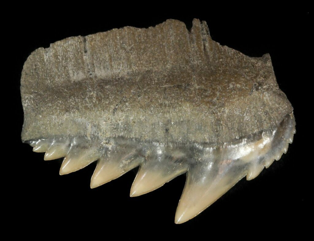 Three very nice cow shark fossils