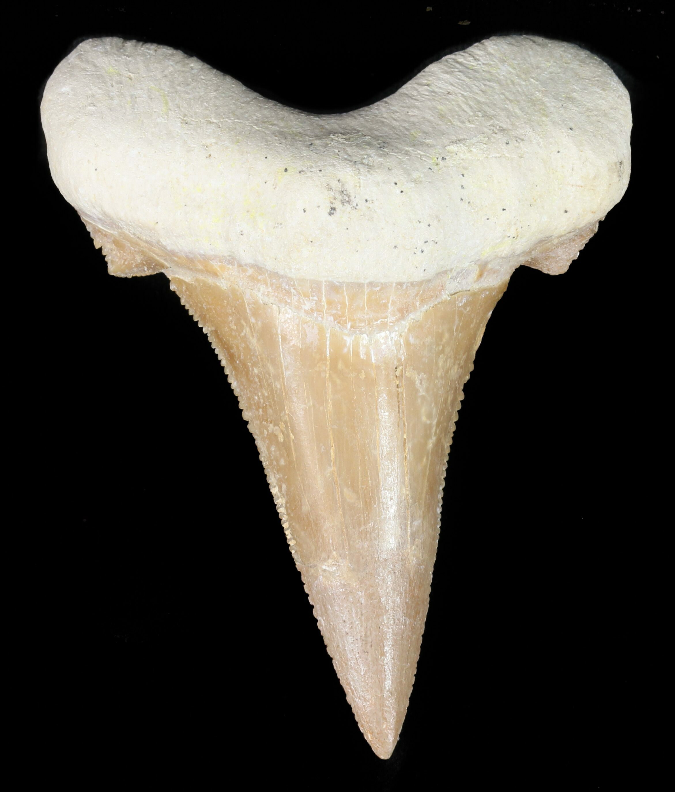 2 96 Auriculatus Shark Tooth Dakhla Morocco Restored For Sale 2 96 Auriculatus Shark Tooth Dakhla Morocco Restored For Sale